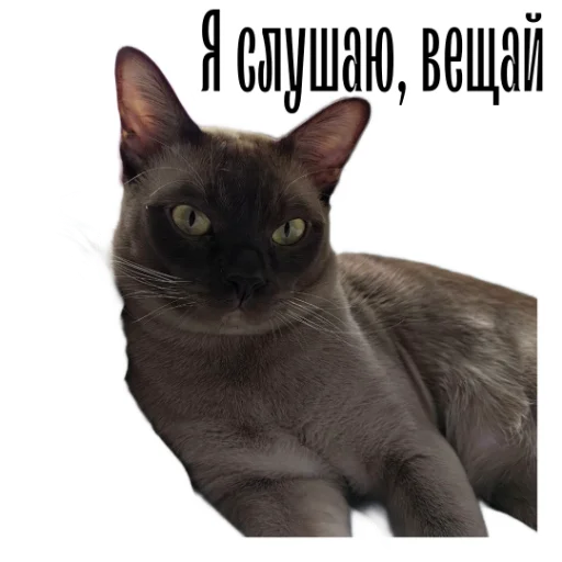 cat channel meow 2 stiker 🙄