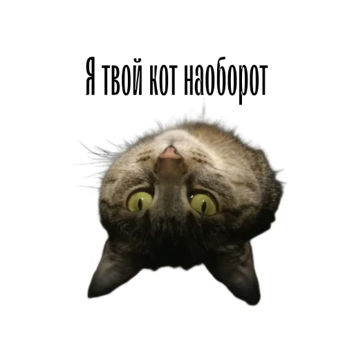 Telegram stiker «cat channel meow 2» 🙃