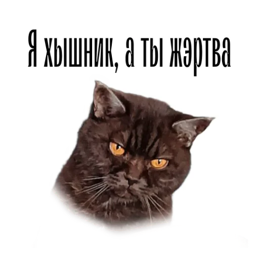 Telegram Sticker «cat channel meow 2» 😡