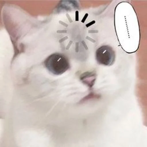 Telegram Sticker «cat_ip» 🐱