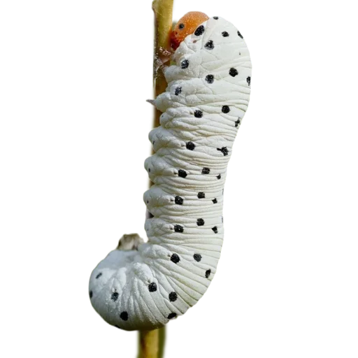 Емодзі Caterpillar 💙