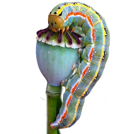 Эмодзи Caterpillar 💚