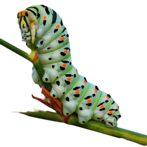 Эмодзи Caterpillar 💛