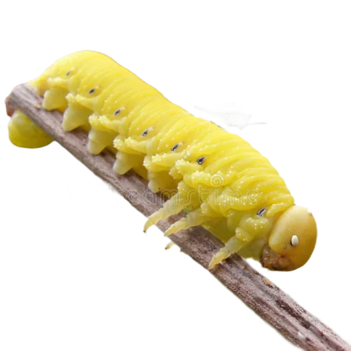 Эмодзи Caterpillar 🌼