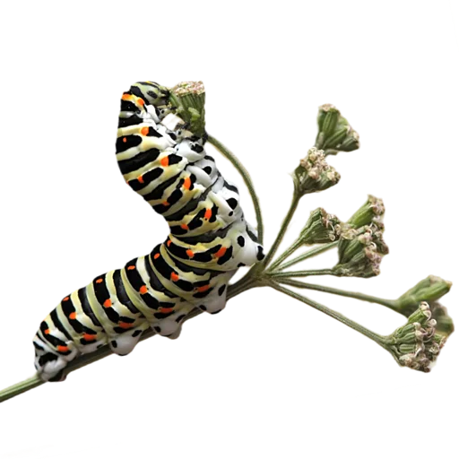 Эмодзи Caterpillar 🤍