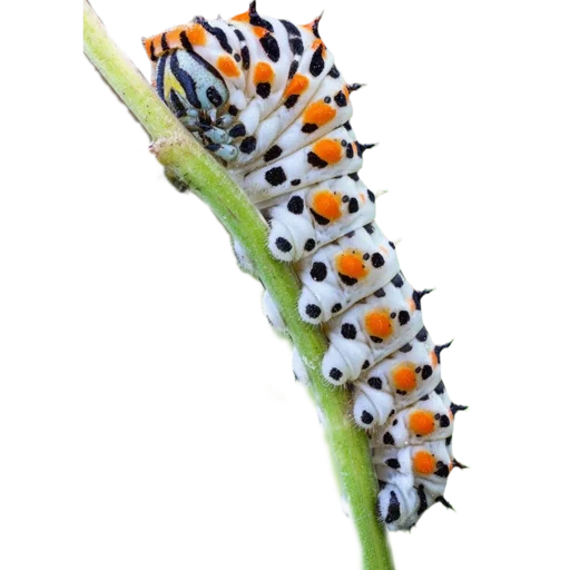 Caterpillar sticker 🤍