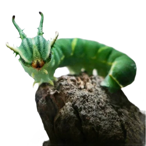 Caterpillar emoji 🤍