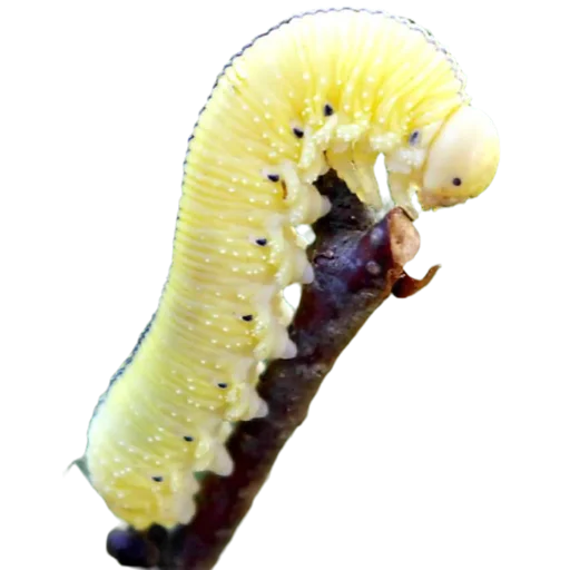 Емодзі Caterpillar 🖤