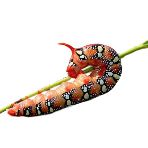 Эмодзи Caterpillar 💜