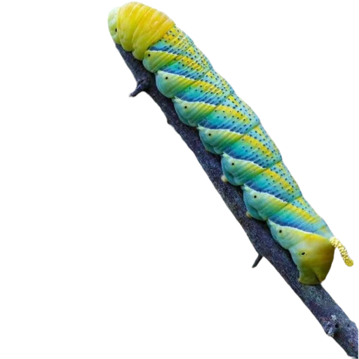 Caterpillar emoji 💛