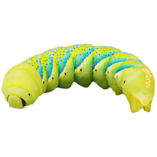 Caterpillar sticker 💛