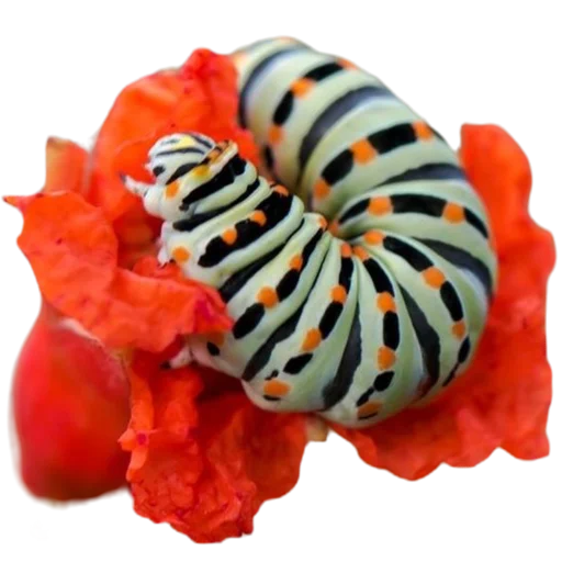 Эмодзи Caterpillar 🌸