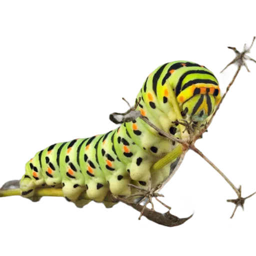 Эмодзи Caterpillar 💚