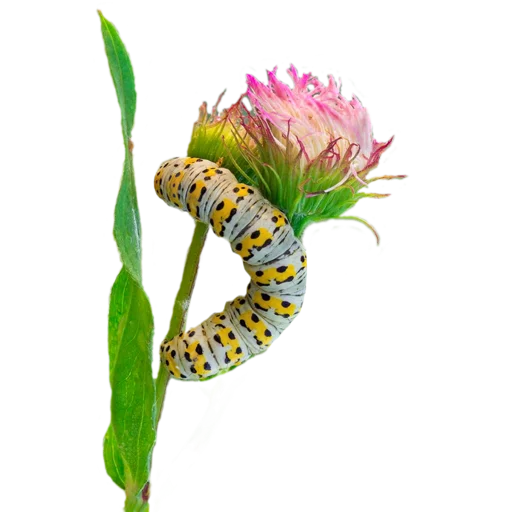 Эмодзи Caterpillar 💜