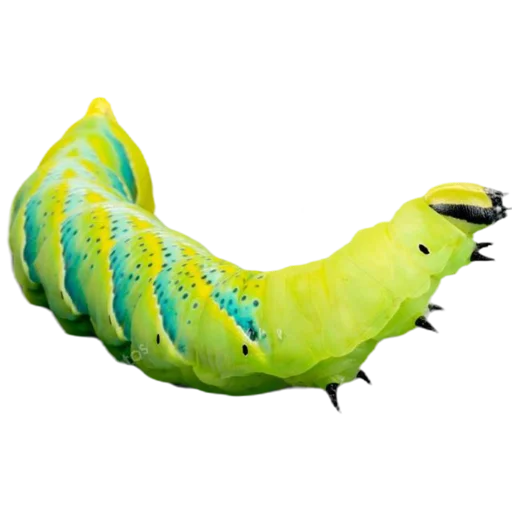 Caterpillar sticker 💚