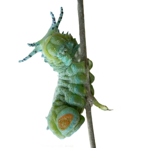 Caterpillar sticker 💜