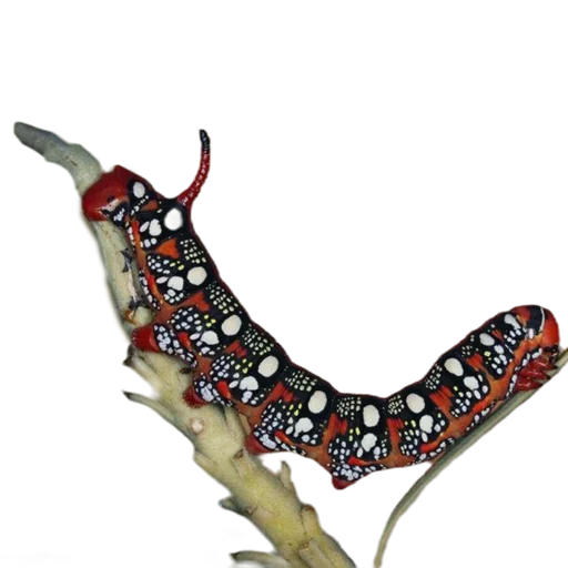 Емодзі Caterpillar 🌿