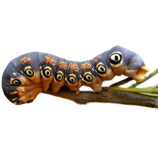 Эмодзи Caterpillar 🖤