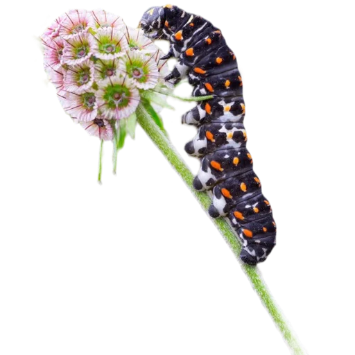 Caterpillar sticker 🖤