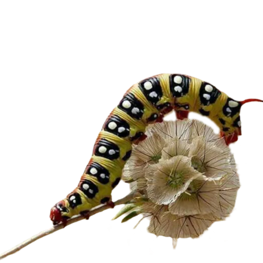 Caterpillar sticker ✨