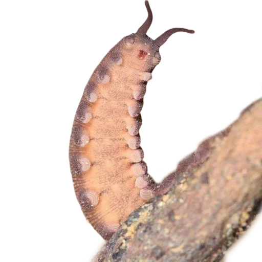 Caterpillar sticker 😡