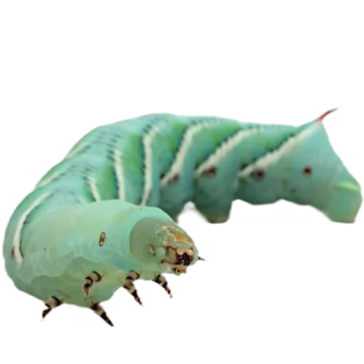 Caterpillar sticker 💙