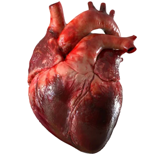Стікер Telegram «hearts 4 every day» 🫀