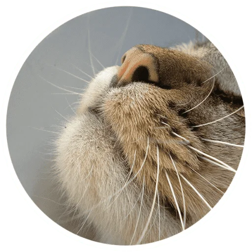 Telegram stiker «Котики и лапки» 🐱