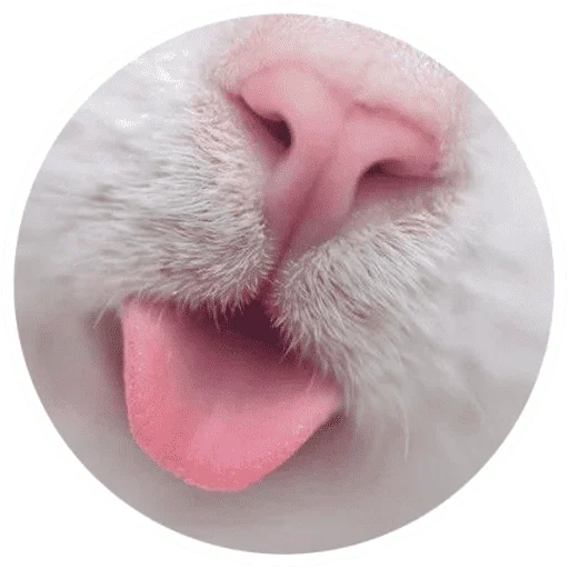 Telegram stiker «Котики и лапки» 🐱