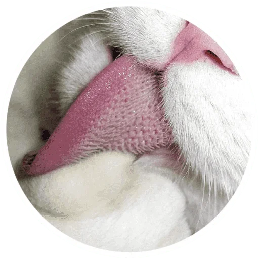 Стикер Telegram «Котики и лапки» 🐱