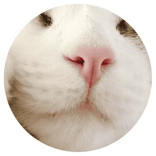 Telegram Sticker «Котики и лапки» 🐱