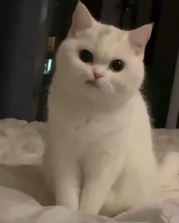 Котята emoji 😻