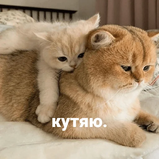 Telegram Sticker «котики и мы» 😢