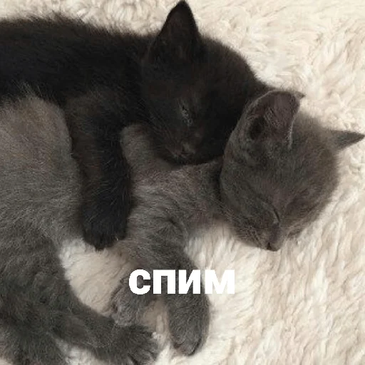 Telegram Sticker «котики и мы» 💤