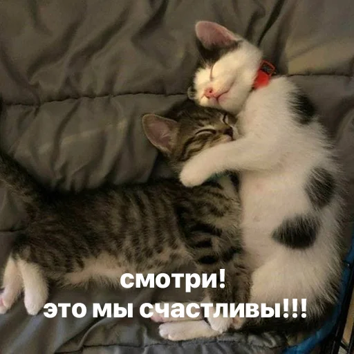 Telegram Sticker «котики и мы» ☺️