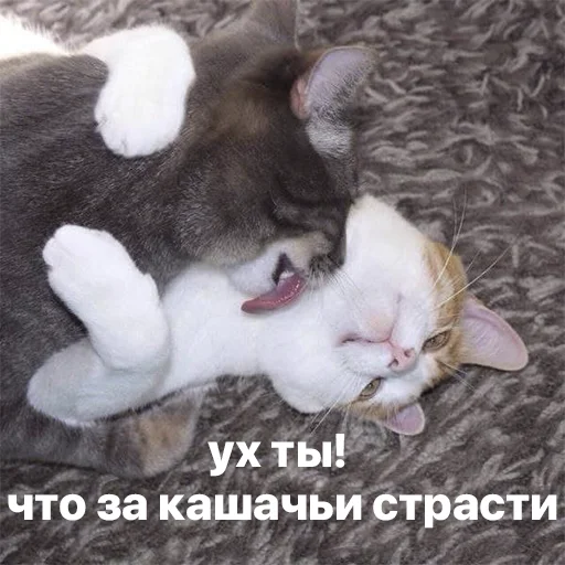 Telegram Sticker «котики и мы» 😍