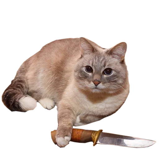 Стікер cats cats cats! 🔪
