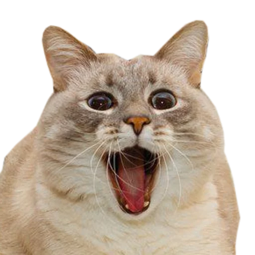 Telegram Sticker «cats cats cats!» ?