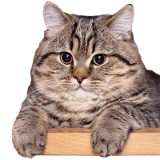 Стикер Telegram «cats cats cats!» ?