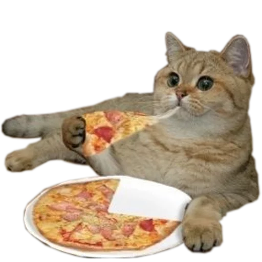 Стікер cats cats cats! 🍕