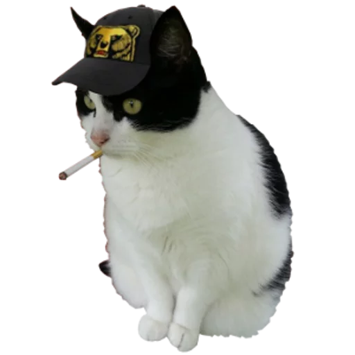 Стікер cats cats cats! 🚬