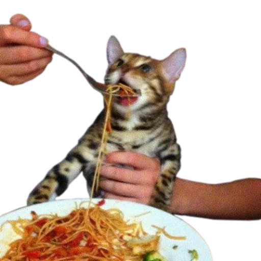 Стікер cats cats cats! 🍝
