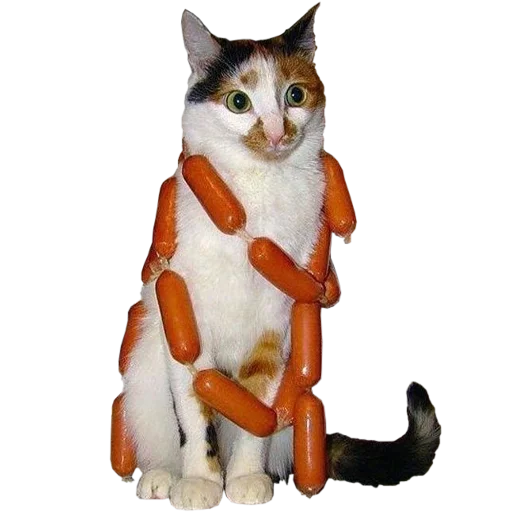 Стікер cats cats cats! 🌭