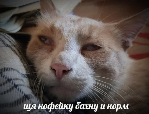 Стикер Telegram «Коты на каждый день ?» ☕️