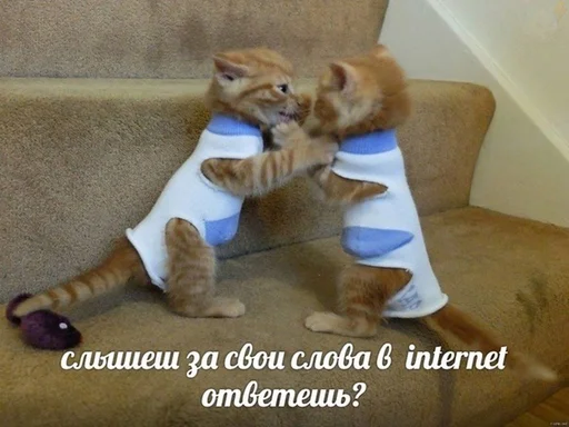 Стикер Telegram «Коты на каждый день ?» ?