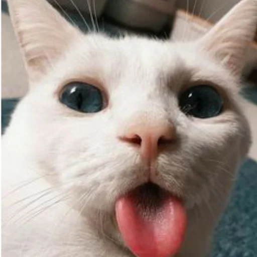 Стикер Telegram «Коты на каждый день ?» 😝