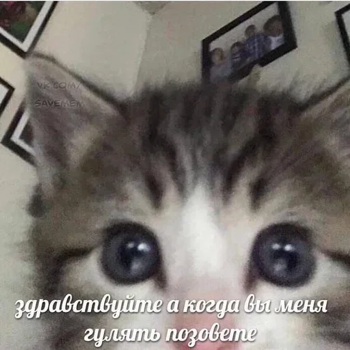 Емодзі котики для котят 🐈‍⬛️