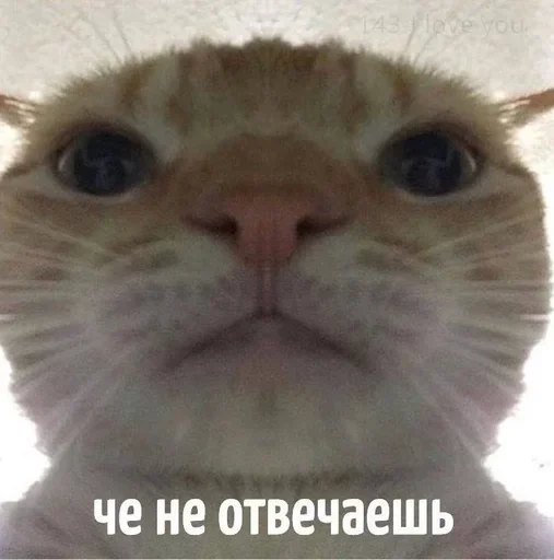 Стікер Telegram «котики для котят» 🐈‍⬛️