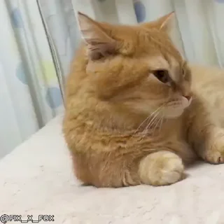 Стікер cat unic mass 😴