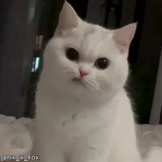 Стікер cat unic mass 😕